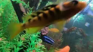 Sleep Meditation...Counting Turtles to Fall Asleep