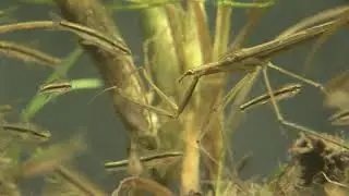 물고기 사냥꾼 개아제비 Ranatra chinensis