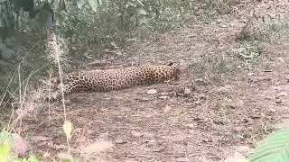 West Bengal Bengal safari blog#viralvideo