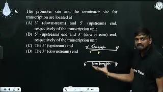 The promoter site and the terminator site for transcription are located at....
