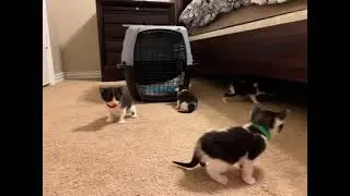 Kitten invasion!!!