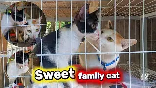 try not to laugh, funny pets collection moments of the year funny pets 2026