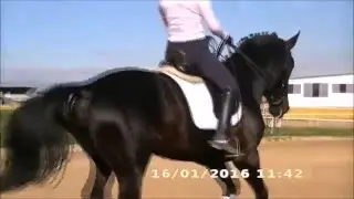 semental Ultra Hit-S  kwpn