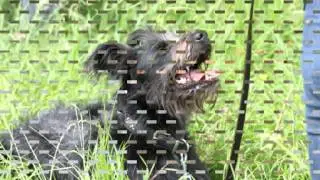 Zwerfhonden re&uuml;nie Maria Polman Foundation