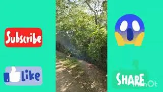 😱😱😱Caminata matutina con mis 3 Chihuahuas Cabeza de Venado🐕🐕🐕