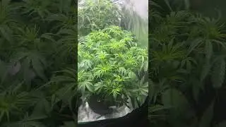 Royal Queen Seeds are the BOMB! Look at that Titan F1 Flower#garden #indoorgrow #cannabis #rqs #gas