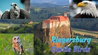 The Birds show in Riegersburg Castle 🏰🇦🇹 Austria