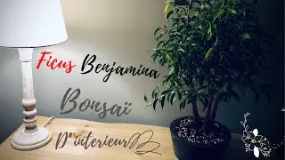 🌳 BONSAÏ FICUS BENJAMINA 🌳 ( le Bonsaï en 2020 pour Débuter )