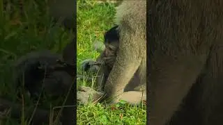 Monkey Video  #babymonkey #monkeylove #amazing #life #foryou #cute #monkeyaround #monkeyvideo