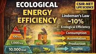 Ecological Energy Efficiency 