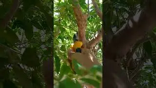 C&oacute;mo podar un &aacute;rbol de jaboticaba.