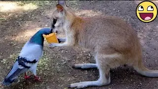 The Adorable of Animal Odd Couples 🤣🐾| FUNNY ANIMALS Videos 💞