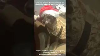 Our dogs first #Christmas together - La primera Navidad de Akira con Rolo #shorts #dogvideos