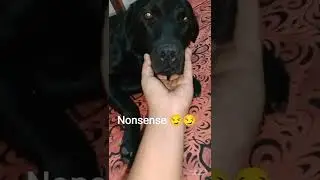 Jerry hates it when disturbed during sleeping #blacklabrador #viraldog #shorts #trendingdogs