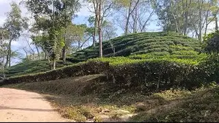 চায়ের দেশ শ্রীমঙ্গল