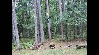 20240815 131303 Chickadee on bird feeder backyard