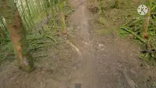 Lennox Forest
