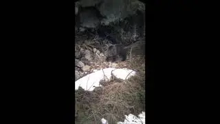 Video di orso intento a preparare il giaciglio invernale   Brenta orientale