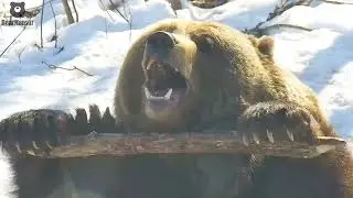 Если меня спросят что я делаю целый день🐻❓/Bear Mansur