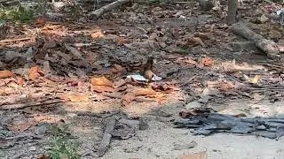 Feeding super worm to my chicken