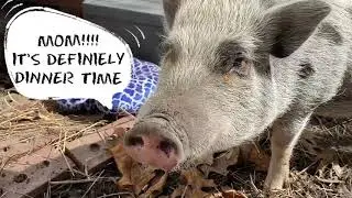 Pigs Ready For Dinner