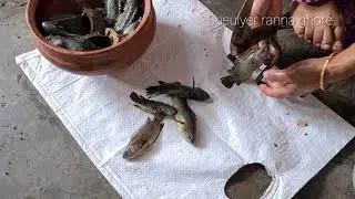 Как разделать рыбу кои | Как разделать рыбу анабас | Как разделать кои мач | Как почистить рыбу к...