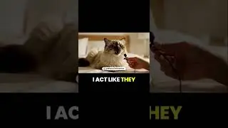 Cats Explain Ignoring Humans in One Simple Way 😾