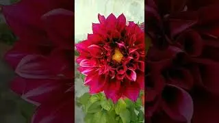 barberton Daisy flower blooms English red rose flower blooms#garden #green #bird #bloom #flower