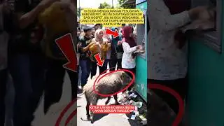 PESUGIHAN BABI NGEPET 😱 #shortvideo #viralvideo #trending