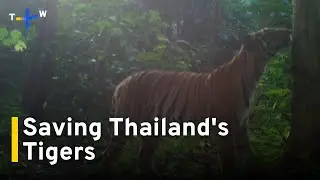 Conservation Project Helps Restore Thailand's Dwindling Tiger Population｜TaiwanPlus News