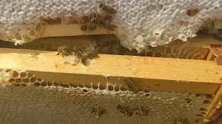 Perfect frames of capped honey #beekeeping