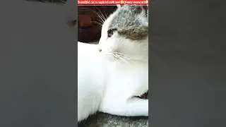 #beautiful cat vs squirrel's cold war😉#(funny moment)🤣🤣🤣#animal's #youtube#shorts