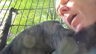 Gummy the Spider Monkey at 54