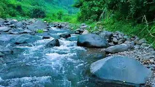 Peaceful River Sounds for Deep Sleep 🌿 Flowing Water, No Music (LIVE)