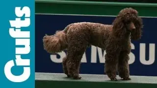Аджилити &mdash; Командный &mdash; Малый полуфинал &mdash; Crufts 2012