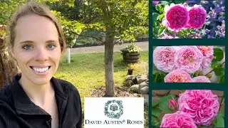 Planting David Austin Roses & Designing A Cottage Garden! | Simply Bloom