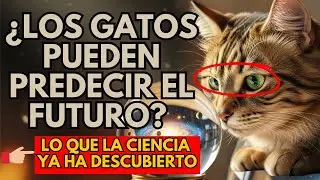 ¿LOS GATOS PUEDEN PREDECIR EL FUTURO🔮 Lo que la ciencia ya ha descubierto!