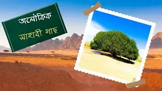নবীজির মোজেজা আজো বেঁচে আছে ১৫০০ বছর আগের সাহাবী গাছ | The Blessed Tree