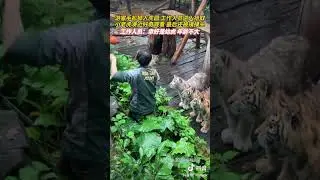 Curious tiger cubs standing in a row