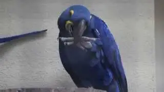 Hyacinthara's ZOO Antwerpen / Hyacinth Macaws ZOO Antwerpen
