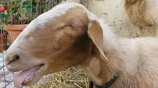 Verso della pecora