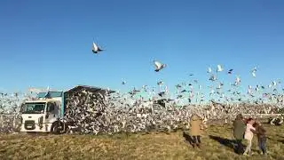 Carreras de palomas mensajeras.