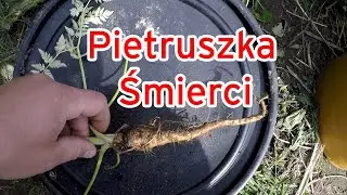 UWAGA DZIAŁKOWICZE, pietruszka śmierci, szczw&oacute;ł plamisty, szalej jadowity, blekot pospolity