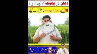 Rice Farming #ricefarming #rice  #short #shortfeed #shortsviral #ricecultivation #apnakisanpakistan