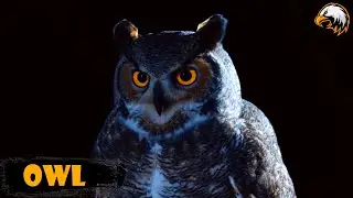 Owls At Night | 4K Stock Footage #83 | Deep Into Wild |