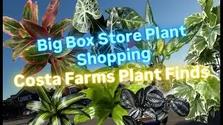 Big Box Store Plant Shopping at Lowe's Costa Farms Houseplant Finds Plant Con 2025 Dallas Insights