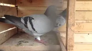 Brieftaube