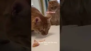 Cat eating poop?(owner prank the cat)#FelineJudgment#Paw-sitivePranks#FoodOrPoop#CuriousCats