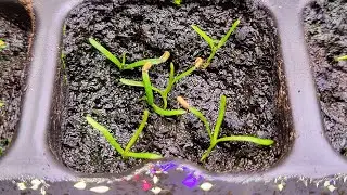 Growing Sarracenia from seeds - 1 year-old seeds versus fresh seeds