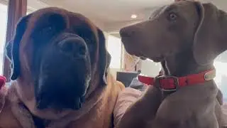 Morning coffee with Phyllis and Mabel #englishmastiff #weimaraner #dogs 